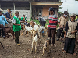 Peternak Keluhkan Harga Kambing di Ponorogo Anjlok hingga Rp600 Ribu per Ekor
