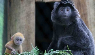 BKSDA Lepas Liarkan 7 Lutung Jawa di Hutan Malang Selatan