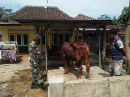 Cegah PMK, TNI-Polri Tekung Dampingi Penyemprotan Desinfektan