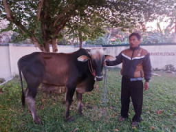 4 dari 7 Sapi yang Dicuri Ditemukan