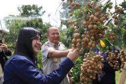 Kelengkeng Jember Super Diyakini Bisa Bersaing dengan Thailand
