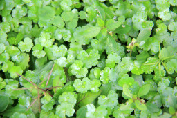 Riset: Tumbuhan Pegagan Embun Bisa Cegah Infeksi Covid-19