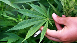 Dirut Hortikultura: Ganja Tetap Ilegal dan Dilarang
