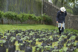 Disalurkan, Puluhan Ribu Bibit Cabai dan Bawang Merah