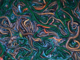 Dokter: Cacing Laut Bisa Jadi Sumber Protein untuk Cegah Stunting