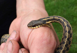 Dokter: Hal yang Harus Dilakukan Setelah Digigit Ular Berbisa