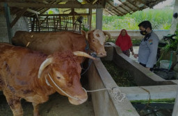 Pemprov Klaim tak Punya Anggaran Khusus Obat