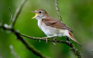 Studi: Dengar Kicauan Burung Bawa Manfaat Kesehatan Mental
