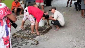 Bersihkan Enceng Gondok, Warga di Jombang Malah Temukan Ular Piton 4 Meter