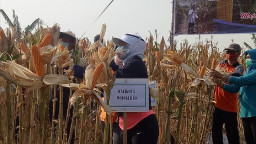 Wali Kota Ning Ita Panen Perdana Jagung Seluas 16 Hektar