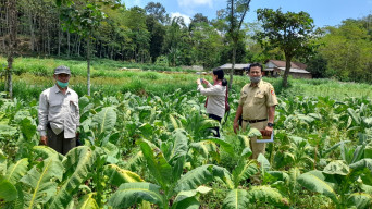 Lahan Rusak, Petani Tembakau di Jember Minta Bantuan Pemkab