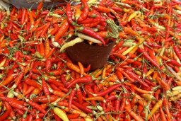 Cuaca Ekstrem, Harga Cabai Rawit di Jawa Timur Naik Drastis