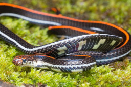 Waspada: Ini Dia Tanaman yang Disukai Ular, Jangan di Taman Dirumah yaa...