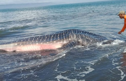 Hiu Tutul Sepanjang 8 Meter Terdampar di Pantai Jember