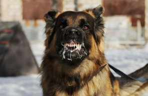 Puluhan Desa di Bali Masuk Zona Darurat Kasus Rabies, Ini Daftarnya