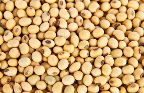 Kemendag Perpanjang Subsidi Harga Kedelai Hingga Desember 2022