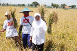 Berdayakan Sektor Pangan Lain, Khofifah Usul Diversifikasi Pangan