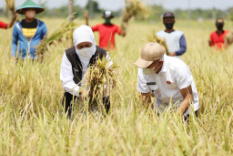 Pacu Peningkatan Produktivitas Pertanian, Gubernur Khofifah: Semangat Jaga Produktifitas Padi Tetap Tinggi