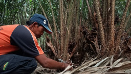 Sukses Kembangkan Varietas Baru, Warga Gondang Buka Wisata Petik Salak