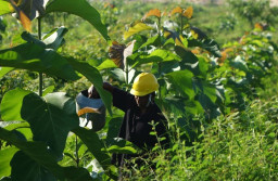 Reklamasi Lahan Pascatambang Batu Kapur SIG Pabrik Tuban Semakin Subur