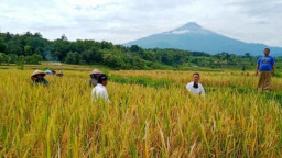 Harga Beras Naik, Penggilingan Padi Mojokerto Banyak yang Gulung Tikar