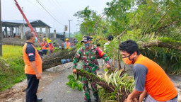 Pohon Tumbang Timpa Pengendara Motor