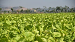 Kembangkan Tembakau Lokal, Pemkab Magetan Anggarkan Rp6 M