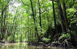 “Mutiara Hijau” Shenzhen Surga Bagi Burung Migrasi