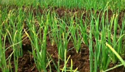 Petani Bawang di Camplong Terancam Gagal Panen