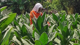 Hari Tani Nasional, Harga Tembakau di Jombang Anjlok Hingga 20 Persen