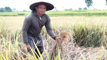 Masuki Musim Panen, Puluhan Hektare Padi di Bojonegoro Diserang Hama
