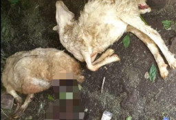 Belasan Kambing di Bondowoso Mati Misterius Penuh Luka