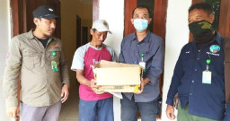 BBKSDA Jatim Terima 2 Anakan Kucing Hutan dari Lamongan