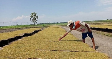 Harga Tembakau Anjlok, Petani di Ngawi Bangkrut