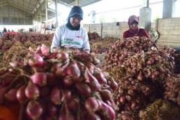 Bawang Merah Naik Lagi, Disperindang Probolinggo Pantau Pasar Daerah