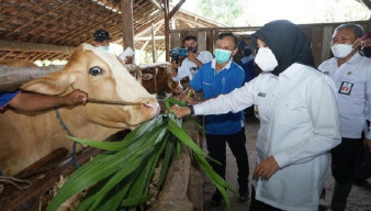 Pemkab Banyuwangi Buka Layanan Puskeswan