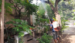 Tak Kunjung Musnah, Ribuan Ulat Bulu Resahkan Warga Situbondo