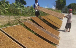 Harga Tembakau Rajang di Situbondo Naik