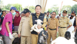 Sekampung Jadi Peternak, Desa Tunggul Penyokong Populasi Hewan