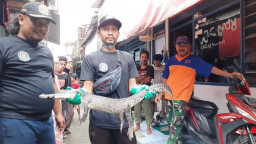 Buaya di Gorong-gorong Gegerkan Warga