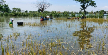 Sawah Kebanjiran, Petani Panen Dini