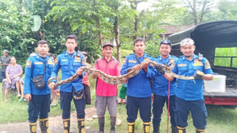Damkar Blitar Evakuasi Ular Pemakan Ternak Warga