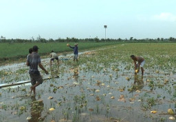 Cuaca Ekstrem, Sejumlah Petani Alami Gagal Panen