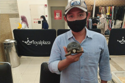 Berjualan Kura-Kura, Alfathan Raup Omzet 30 Juta