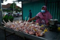 Jelang Ramadhan Bahan Pokok Lain Stabil, Tapi Daging Ayam-Telor Naik