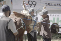 Berbagi di Tengah Pandemi Dengan Salurkan Puluhan Kurban di 6 Kota