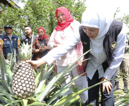 Gubernur Khofifah, Puji Hasil Buah Organik Jember Tembus Eropa, Income Capai Rp 1,2 Miliar