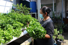 Hikmah di-PHK, Panen Hidroponiknya Makin Banyak