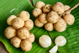 Buah Duku yang Kaya Vitami C untuk Jaga Sistem Kekebalan Tubuh