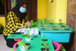 Penggiat Tanaman Hidroponik di Perkampungan Padat